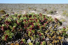 Image result for Zygophyllaceae