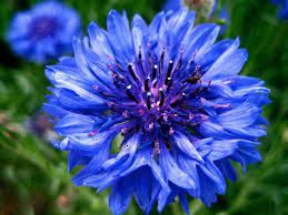 Let your loved one know how much he/ she means to you. Blue Flower Wikipedia
