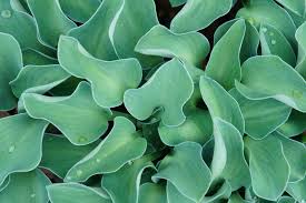 Hostas In Florida.....