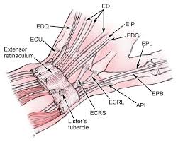 Extensor Tendon Lacerations Background History Of The Procedure Presentation Hand Surgery Hand Anatomy Extensor Tendonitis