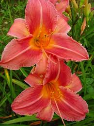 Red perennials that bloom all summer. Summer Blooming Perennials Hgtv