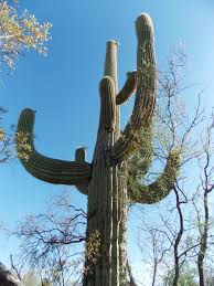 Cacti gardening plants planting and maintenance succulents indoor gardening. Jordan Lofthouse Jordanlofthouse Profile Pinterest