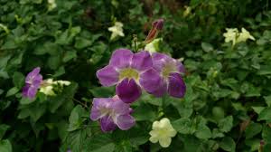 Image result for Asystasia gangetica