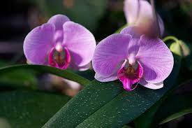 Image result for Rhipidoglossum burttii