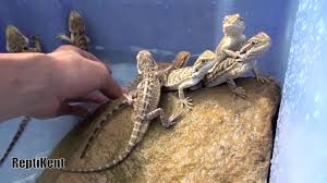 And also somewhere they can't jump out of and hurt themselves. How To Bathe Your Bearded Dragons Properly Youtube