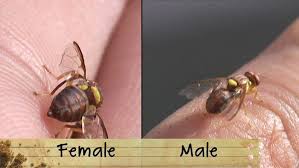 Choosing the right tree gender is very important, regardless of what your landscaping plans are. Fighting Fruit Fly Fact Sheets Gardening Australia Gardening Australia