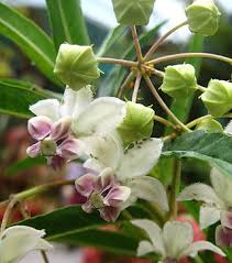 Image result for Gomphocarpus semilunatus