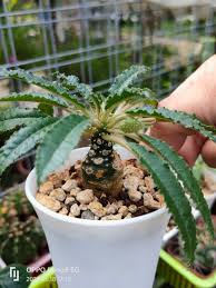 Image result for Dorstenia cuspidata