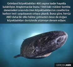 Gronland Kopekbaligi Kopekbaliklari Gercekler Sira