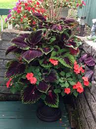 Best vines and climbers for containers 7. Coleus With Impatiens Fall Container Gardens Container Gardening Flowers Garden Containers
