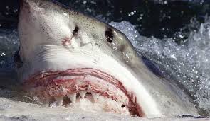 Check spelling or type a new query. The World S 10 Deadliest Shark Attack Beaches The Inertia