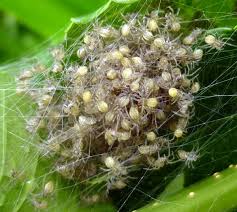 Spiders are serious predators so mating can be a bit dangerous especially for the males. Baby Spiders New Hampshire Garden Solutions
