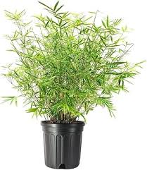 Image result for Pilea bambuseti