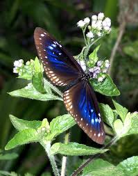 Beautiful Flower Open Beautiful Butterflies Butterfly Moth