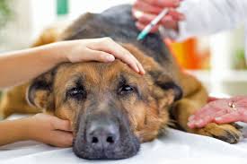 Соединить пары слов используя правильные окончания (например: Hund Einschlafern Wenn Es Zeit Fur Den Abschied Ist Herz Fuer Tiere De