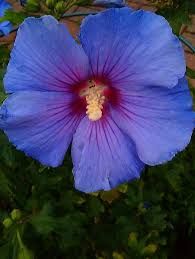 Blauer Hibiskus In Meinem Garten Hibiskus Pflanzen Stauden