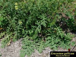 Image result for Erucastrum