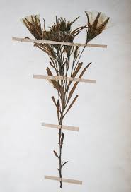 Image result for Ipomoea linosepala