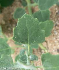 Image result for Chenopodium opulifolium