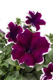 White Edge Peunia Tea Deer Resistant Flowers Petunias Flowers