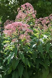 Pin On Gorgeous Garden Plants