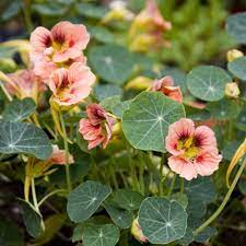Tropaeolum Majus Ladybird Rose Nasturtium Flower Seeds Nasturtium Easiest Flowers To Grow