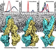 Image result for P-Glycoprotein