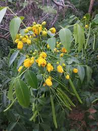 Image result for Senna septemtrionalis