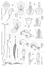 Image result for Didymoplexis