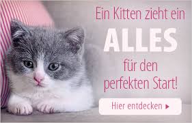 Hätte das nicht schon gemacht werden müssen? Katzen Impfen Lassen Welche Impfungen Sind Notwendig Zooplus