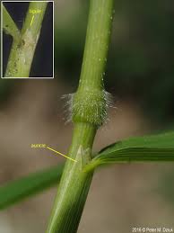 Image result for Leersia