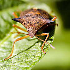 Pest is defined as an insect or small animal that is harmful or damages crops. Pest Control Meaning In Tamil Pestofcontrol Blogspot Com