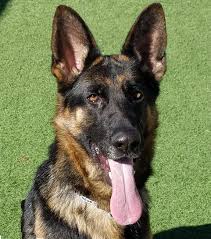 Looking for a new family member? German Shepherd Dog Dog For Adoption In Phoenix Az Adn 812519 On Puppyfinder Com Gender Female Age Young German Shepherd Dogs Dog Adoption Shepherd Dog