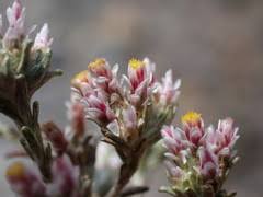 Image result for Helichrysum asperum