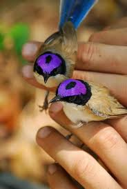 Purple Crowned Fairy Wren Pet Birds Colorful Birds Animals Beautiful