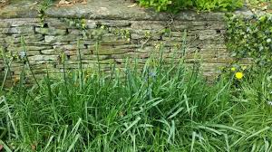Most weed killers are considered safe if applied according to directions and pets are kept away from the area until the treatment dries completely or is watered in. Can I Use Weed Killer To Eliminate Grass Growing Between My Bulbs Gardening Landscaping Stack Exchange