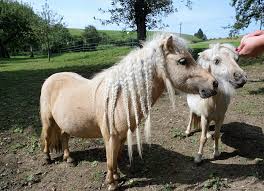 Plus, you can weave a horsehair hatband all on your lay your hank out on a flat work surface. Braiding A Horse Mane To Make It Grow Longer Curlyfarm Com