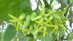 Image result for Telosma