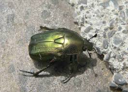 On les voit maintenant car ils émergent avec la chaleur, tous en même temps. La Cetoine Doree Quel Est Cet Animal