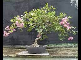 Thought i would start a thread about it. The Most Awesome Crepe Myrtle Bonsai Trees Youtube