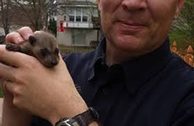 Should i hire a pro, or remove raccoons myself? Aces Wildlife Removal 4089 Country Club Dr Imperial Mo 63052 Yp Com