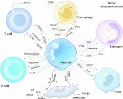 Image result for Mast Cell