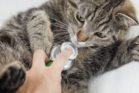 And who is in control of our kitties' immune system health? Systemic Autoimmune Disease In Cats Petmd
