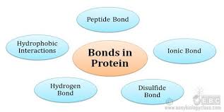 Bonds Stabilizing Protein Structure Chemical Bond Biochemistry Ionic Bonding