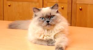 Rag doll or himalayan cat or kitten. 5 Things To Know About Himalayans