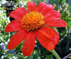 Image result for eustoma Balboa