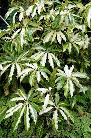 Image result for Heptapleurum actinophyllum