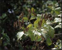 Image result for Usteria guineensis