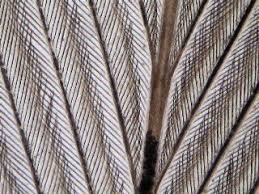 Birds Of A Feather New Vegas Bug Bird Feather Under Microscope Microscopic Images Microscopic Quill And Ink