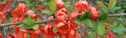 We did not find results for: Flowering Quince Melinda Myers